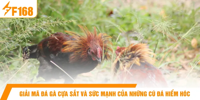 Giải mã đá gà cựa sắt và sức mạnh của những cú đá hiểm hóc