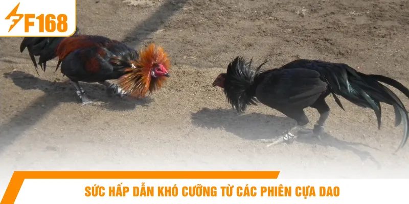 Sức hấp dẫn khó cưỡng từ các phiên cựa dao